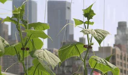 agricoltura_urbana_sostenibile_idroponica_agricoltura_idroponica_agricoltura_sostenibile_agricoltura_verticale_idroponica_science_barge