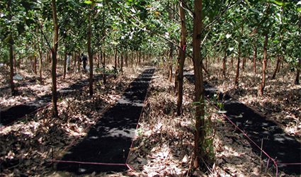 biochar, produrre biochar, biochar 1000, biochar systems