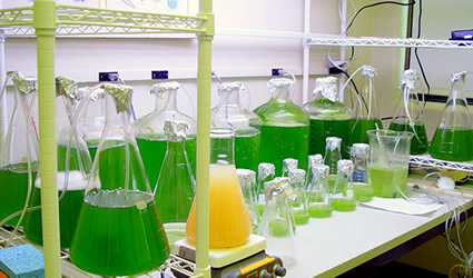 alghe, biocarburante dalle alghe, etanolo dalle alghe, etanolo, biobutanolo, biocarburanti