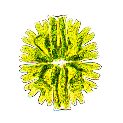 alghe, nasa progetto alghe, alghe in mare, alghe biocarburanti, biocarburanti dalle alghe, alghe in acque reflue