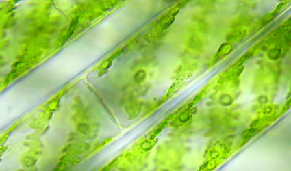 produzione alghe, livefuels, livefuels produzione biocarburante alghe, biocarburante dalle alghe, biodiesel dalle alghe, livefuels