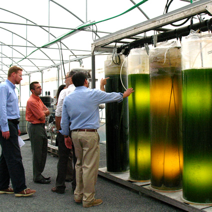 microalghe, microlife, microlife alghe, biocarburanti alghe, biomassa alghe, biodiesel alghe