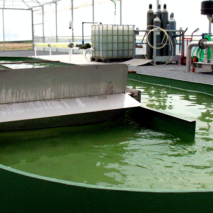 microalghe, microlife, microlife alghe, biocarburanti alghe, biomassa alghe, biodiesel alghe