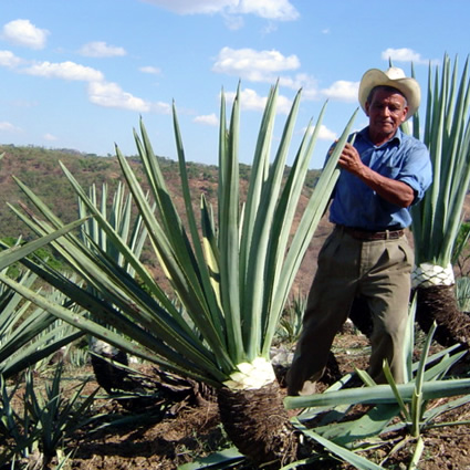 agave, carta d'agave, agave coltivazione, coltivazione sostenibile agave, sviluppo sostenibile, sviluppo sostenibile agave