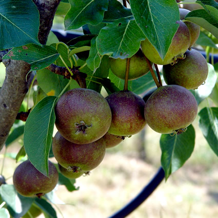 agricoltura_biodinamica_metodo_biodinamico_agricoltura_biodinamica_approccio_biodinamico_agricoltura_biologica_biodinamica_steiner_biodinamico_rudolf_steiner