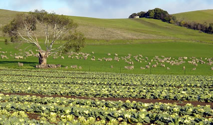 fattoria sociale, fattorie sociali, agricoltura sociale, filiera corta, agricoltura biologica, cibo locale, agricoltura locale, prodotti locali, agricoltore sociale locale