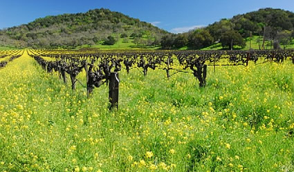 agricoltura sostenibile, produzione agricola sostenibile, agricoltura e sostenibilità, coltura agricola sostenibile