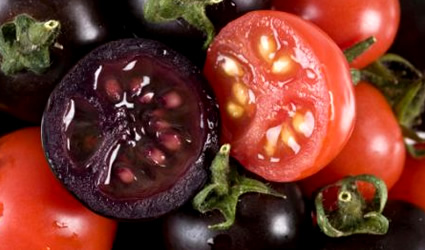 agrofarmaci, agrofarmaco, ingegneria genetica, ogm, biotecnologie, ingegneria genetica e pomodori, pomodoro ogm, pomodoro geneticamente modificato