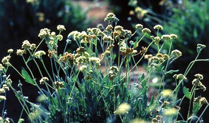 alghe biocarburanti, alghe, mais, mais etanolo, mais bioplastica, bioplastica, plastica biodegradabile mais, guayule, guayule gomma, gomma guayule, velco, loto