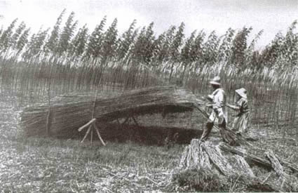 canapa, canapa sativa, canapa assocanapa, usare la canapa, come usare la canapa, canapa italia, coltivazione canapa, colture canapa, agricoltura canapa