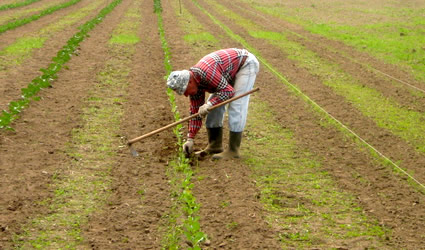 fattoria sociale, fattorie sociali, agricoltura sociale, filiera corta, agricoltura biologica, cibo locale, agricoltura locale, prodotti locali, agricoltore sociale locale