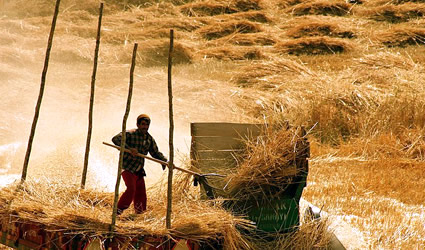 fattoria sociale, fattorie sociali, agricoltura sociale, filiera corta, agricoltura biologica, cibo locale, agricoltura locale, prodotti locali, agricoltore sociale locale