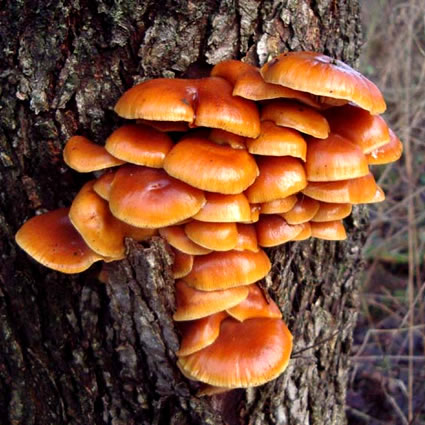 funghi, depurazione funghi, trattamento funghi, depurare funghi, paul stamets, Paul Stamets, paul stamets funghi, trattamento suolo con funghi, trattamento suolo con muffe, decontaminare suolo con funghi