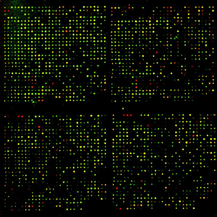 ogm, colture ogm, sperimentazioni ogm, colture geneticamente modificate