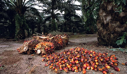 olio_di_palma_biocarburante_olio_di_palma_olio_friggere_olio_di_palma_indonesia_olio_di_palma