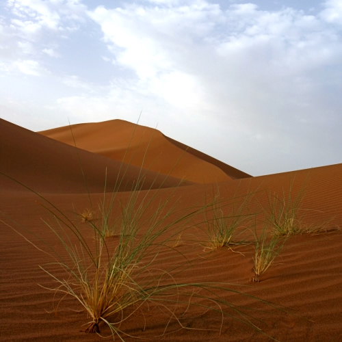 sabbia idrofoba, agricoltura nel deserto, sabbia idrofoba nel deserto, agricoltura nel deserto con sabbia idrofoba