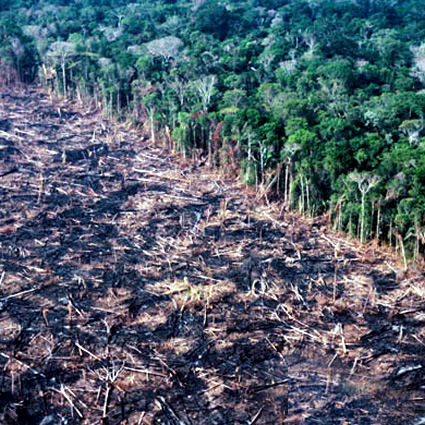 terra preta, terra preta fertilizzante, fertilizzante terra preta, terra preta amazzonia, fertilizzante sostenibile