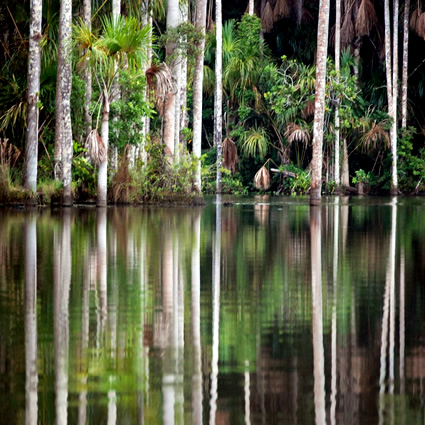 terra preta, terra preta fertilizzante, fertilizzante terra preta, terra preta amazzonia, fertilizzante sostenibile