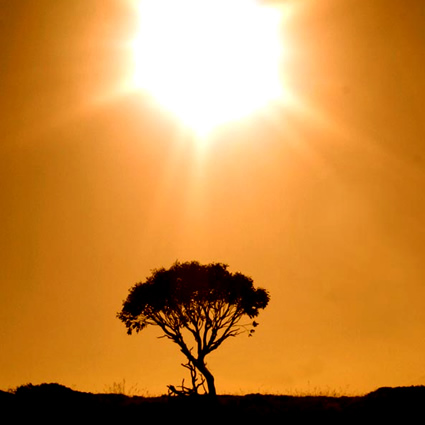 alberi solari, albero solare, alberi energia solare, alberi e foglie solari, albero tecnologia solare