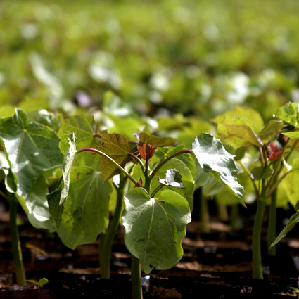 agroils, jatropha curcas, jatropha, agroils jatropha, biocarburante sostenibile, biocarburante da jatropha, biodiesel da jatropha