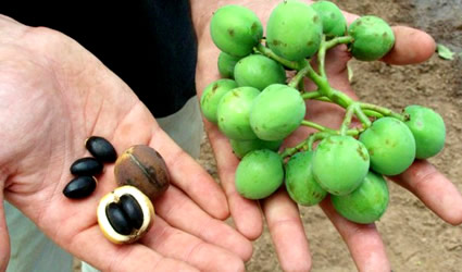 agroils, jatropha curcas, jatropha, agroils jatropha, biocarburante sostenibile, biocarburante da jatropha, biodiesel da jatropha