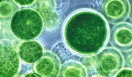 alghe_biocarburanti_biodiesel_biofuel_algae_produrre_biocarburanti_alga_livefuels_solazyme