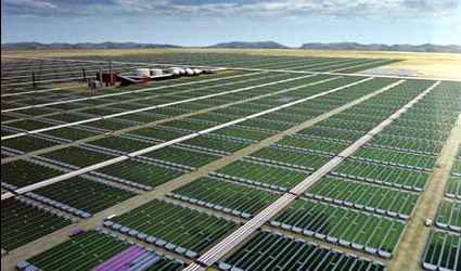 alghe_biocarburanti_dalle_alghe_biodiesel_dalle_alghe_biofuel_assorbimento_co2_assorbire_co2_assorbimento_co2_alghe