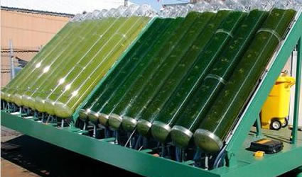 alghe, biocarburante da alghe, alghe per biocarburante, produrre alghe per biocarburanti, alghe per biodiesel, crescita alghe