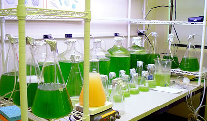 biocarburante alghe, biodiesel dalle alghe, produrre energia dalle alghe, alghe per produrre biocarburante.