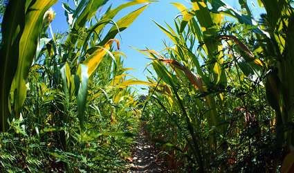 biocarburatne sostenibile, biocarburante sostenibile africa, biodiesel sostenibile, biodiesel sostenibile africa, sviluppo sostenibile, sviluppo sostenibile africa, biocarburante insostenibile, biodiesel insostenibile, africa sviluppo insostenibile