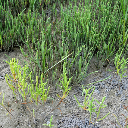 biocarburante sostenibile, halophyte biofuel, halophyte biocarburante, terreno salato biocarburante, biocarburante da terreno salato, halophyte coltivazione