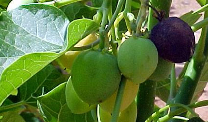 jatropha biodiesel, biodiesel jatropha curcas, galten doron levi, jatropha, jatropha curcas, biodiesel jatropha, biocarburante jatropha, jatropha biocarburante, jatropha curcas biocarburante, biocarburante da jatropha curcas