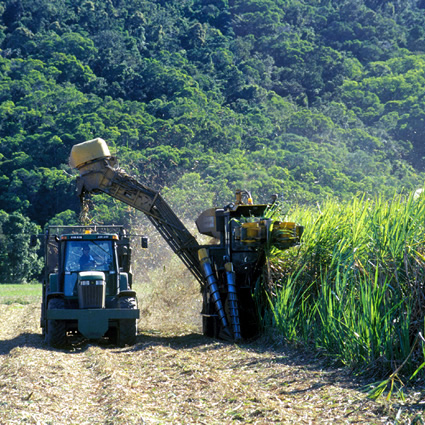 biomassa, colture perenni, colture perenni per biomassa, co2, assorbimento co2, biocarburanti e co2, agricoltura sostenibile