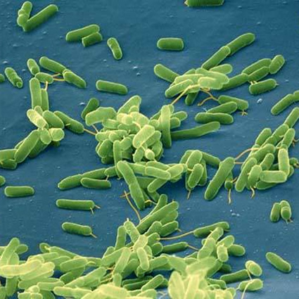 celle a combustibile, energia dai rifiuti, energia elettrica dai rifiuti, celle a combustibile cellulosa, energia dalla cellulosa, celle a combustibile acque reflue