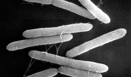 celle a combustibile, energia dai rifiuti, energia elettrica dai rifiuti, celle a combustibile cellulosa, energia dalla cellulosa, celle a combustibile acque reflue