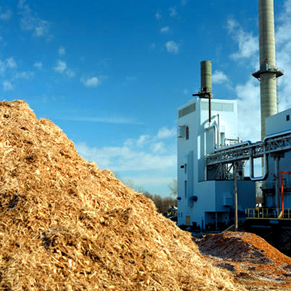 energia da biomassa, agroenergia, pioppo per biomassa, energia elettrica da biomassa, agroenergetico, biomassa pioppo