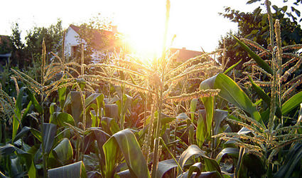 etanolo, etanolo da mais, biocarburante etanolo, efficienza energetica etanolo, colture bioenergetiche, mais coltura bioenergetica, biocarburante etanolo da mais