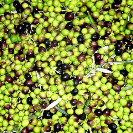 etanolo da olive, etanolo da nocciolo olive, biocarburante da nocciolo olive, nocciolo olive per produrre etanolo, etanolo olive