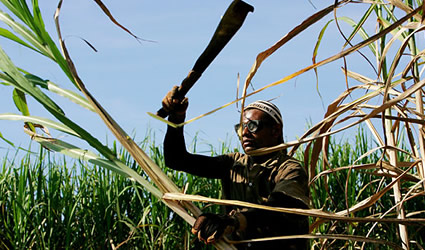 etanolo_produzione_zucchero_canna_da_zucchero_produrre_etanolo_brasile_usa_fonti_biocarburanti_etanolo