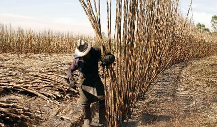 etanolo_produzione_zucchero_canna_da_zucchero_produrre_etanolo_brasile_usa_fonti_biocarburanti_etanolo