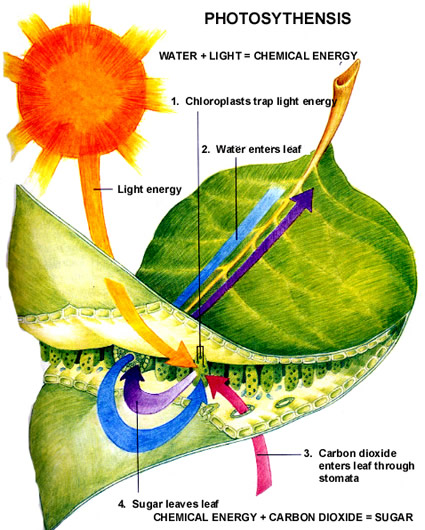 fotosintesi_artificiale_nanotubi_fotosintesi_artificiale_nanotubi_carbonio_fotosintesi_co2_nanotecnologia_nanotecnologie_fotosintesi_artificiale