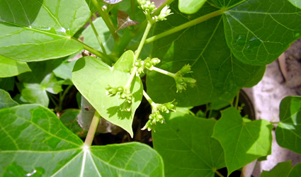 jatropha_curcas_biodiesel_jatropha_biocarburante_jatropha_curcas_combustibile_jatropha_curcas_pianta_jatropha