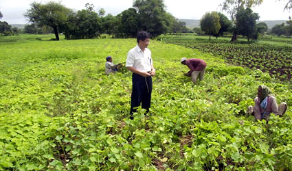 jatropha_curcas_biodiesel_jatropha_biocarburante_jatropha_curcas_combustibile_jatropha_curcas_pianta_jatropha