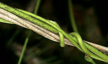 kudzu, kudzu etanolo, kudzunol, kudzunol etanolo da kudzu, etanolo da kudzu, biocarburante kudzu, kudzu biocarburante, kudzu pianta infestante, kudzu fibra tessile, fibra tessile da kudzu, farmaci da kudzu