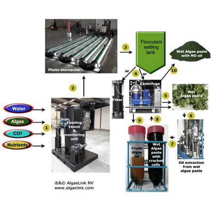 produrre_biodiesel_in_casa_biodiesel_da_alghe_biocarburante_dalle_alghe_produzione_alghe_tecnologia_biodiesel_energia_algaelink_algae_link