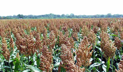 sorgo_dolce_sorgo_etanolo_biocarburanti_bio_carburanti_etanolo_sorgo_dolce_usa_india_sorgo_dolce