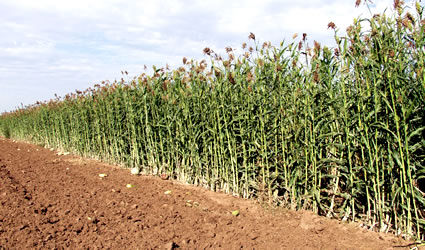 sorgo_dolce_sorgo_etanolo_biocarburanti_bio_carburanti_etanolo_sorgo_dolce_usa_india_sorgo_dolce