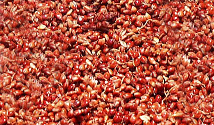 sorgo_dolce_sorgo_etanolo_biocarburanti_bio_carburanti_etanolo_sorgo_dolce_usa_india_sorgo_dolce