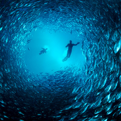 vivace, vivace energia dal mare, vivace energia dalle correnti, energia mare, energia oceano