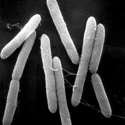 etanolo, mascoma, etanolo da cellulosa, cellulosa per etanolo, biocarburante cellulosico, etanolo da cellulosa, mascoma etanolo, biocarburante da cellulosa